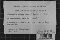 Tomentella pilosa image