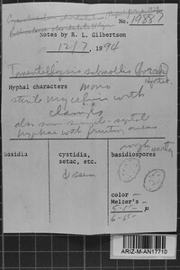 Tomentellopsis submollis image