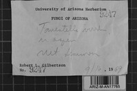 Tomentella viridis image