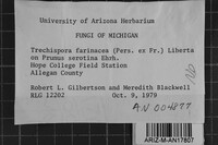 Trechispora farinacea image