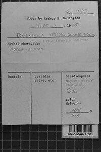 Tomentella viridis image