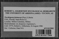 Trechispora farinacea image