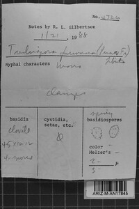 Trechispora farinacea image