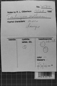 Trechispora mollusca image