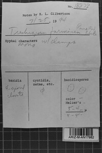 Trechispora farinacea image
