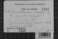 Amylocorticiellum subillaqueatum image