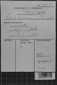 Trechispora mollusca image