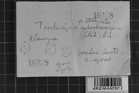 Trechispora subsphaerospora image