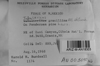 Tubulicrinis gracillimus image