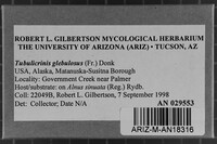 Tubulicrinis gracillimus image