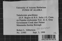Tubulicrinis gracillimus image