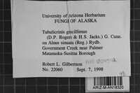 Tubulicrinis gracillimus image