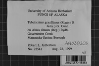 Tubulicrinis gracillimus image