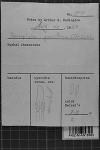 Tubulicrinis gracillimus image