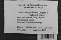 Tubulicrinis gracillimus image