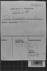 Tubulicrinis gracillimus image