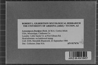 Loweomyces fractipes image