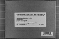 Anomoporia bombycina image