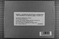 Anomoporia bombycina image