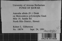 Antrodia albida image