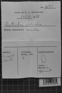 Antrodia albida image