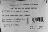 Anomoporia bombycina image