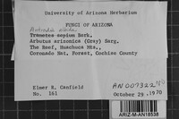 Antrodia albida image