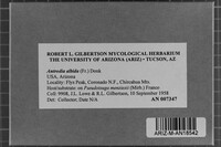 Antrodia albida image