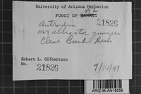 Antrodia albida image