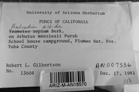 Antrodia albida image