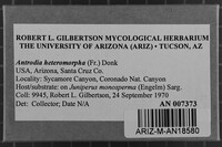 Antrodia heteromorpha image