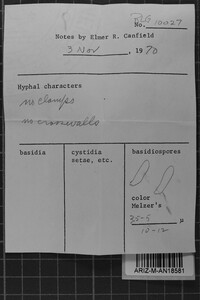 Antrodia albida image