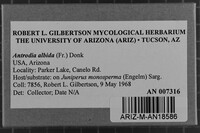 Antrodia albida image