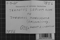 Antrodia albida image