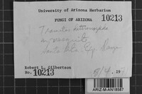 Antrodia heteromorpha image