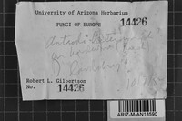 Antrodia albida image