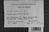 Antrodia albida image