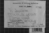 Antrodia albida image