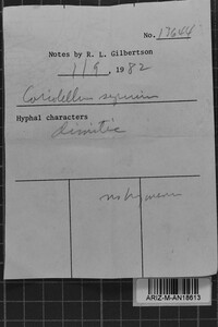 Antrodia albida image