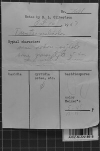 Antrodia malicola image