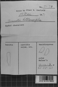 Antrodia heteromorpha image