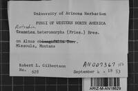 Antrodia heteromorpha image