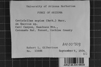 Antrodia albida image
