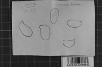 Antrodia heteromorpha image