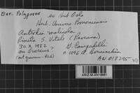 Antrodia malicola image