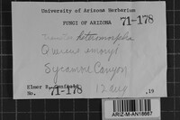 Antrodia heteromorpha image