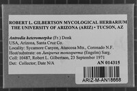 Antrodia heteromorpha image