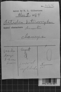 Antrodia heteromorpha image