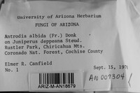 Antrodia albida image