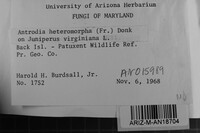 Antrodia heteromorpha image
